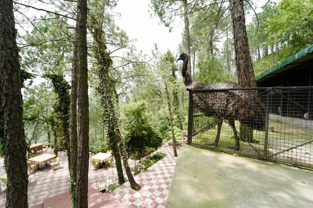 Nature View Resort !! A Four Star Lavish & Luxury Resort Чейл Экстерьер фото